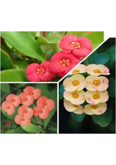 4 Adet Karışık Renk Dikenler Tacı Çiçeği Fidanı 20-30 Cm Saksılı Çiçekli Bodur Euphorbia