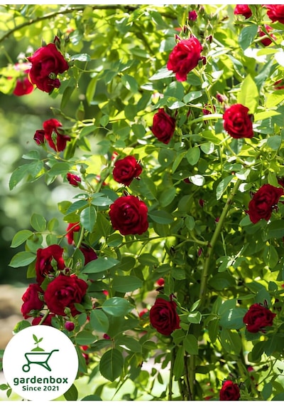 Sarmaşık Kırmızı Gül Fidanı 1 Adet Saksılı/tüplü 50-80cm Red Rose Bahçe Bitki