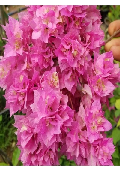 Videolu Pembe Begonvil Çiçeği 30 60 Cm 1 Adet Tüplü Çiçekli Iç/ Dış Mekan Bitkisi Bougainvillea