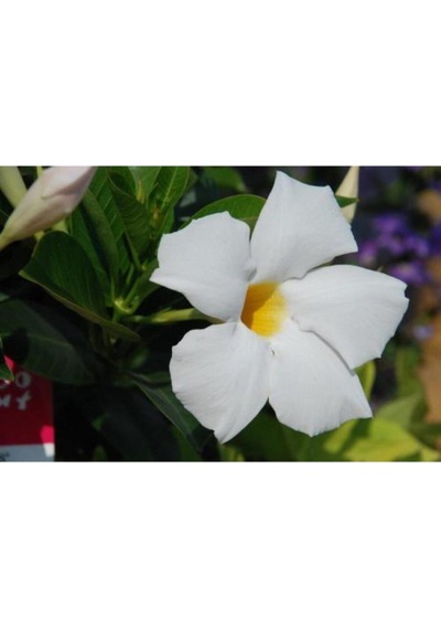 3'lü Beyaz Mandavilla Sarmaşığı Çiçeği Fidanı 40-60 Cm Saksılı Çiçekli Bodur Mandevilla