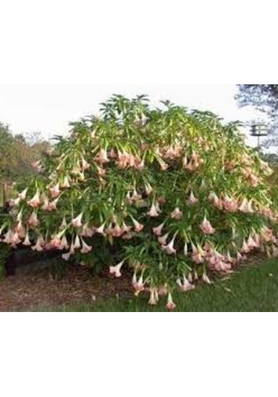 5 Adet Tohum Nadir Bulunan Pembe Angel Trumpet Çiçeği Saksı Topra