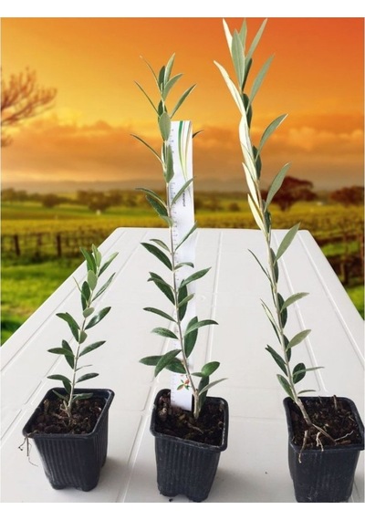 Tüplü Tam Bodur Arbequına Zeytin Fidanı 1 Yaş