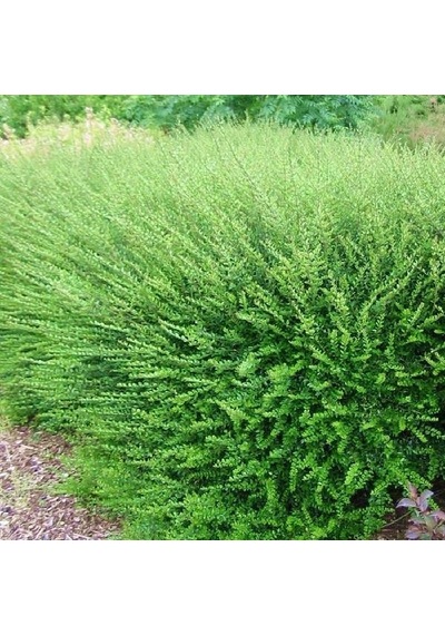 HANIMELİ ÇİT BİTKİSİ 5 ADET 'Lonicera Nitida'