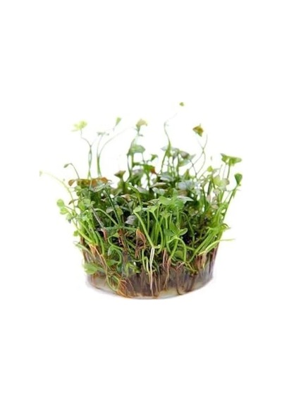 Canlı Marsilea Hirsuta Bitkisi, In Vitro Üretim