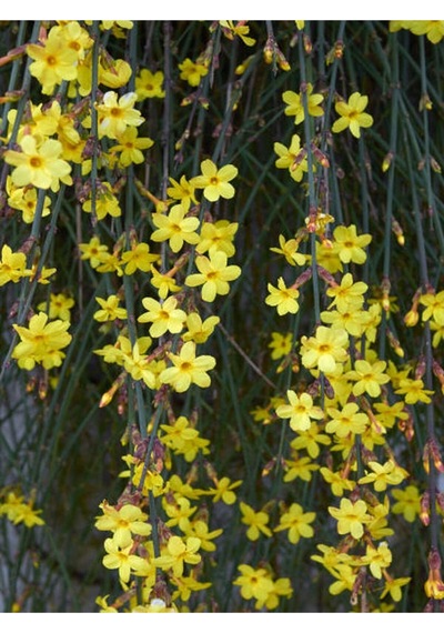 Çalı Yasemin Sarı Yasemin Fidanı 80-120 Cm 1 Adet Tüplü Jasminum Nudiflorum