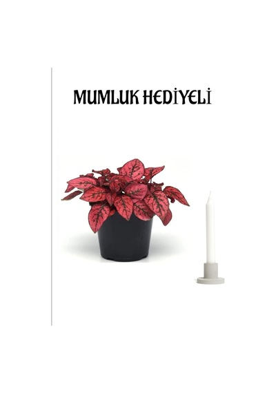 Kadınlar Gününe Özel Kırmızı Hostes Hypoestes Çiçeği Mumluk Hediyeli