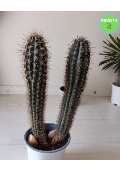 Pachycereus Pringlei Meksika Kaktüsü 35cm 1 Adet