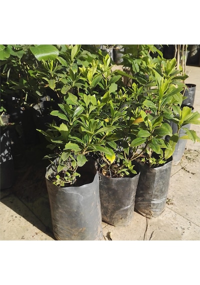 Gardenya Çiçeği  20-30 Cm. Gardenia Jasminoides