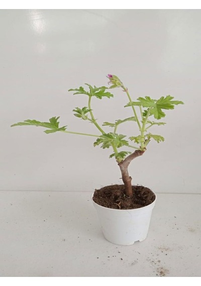 4'lü Set Mini Mine 2 Adet Mor 2 Adet Pembe Renkli 5-10 Cm