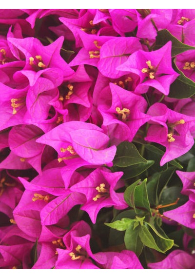 Videolu 1 Adet Pembe Renk Begonvil Çiçeği 30-60 Cm Tüplü Çiçekli Bodur Bitkiler Bougainvillea