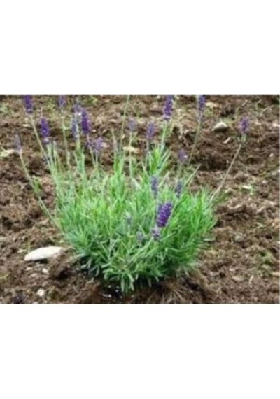Aromatik Kokulu Lavanta Fidanı 1 Adet Angustifolia 10-20 Cm Cüce1q2cüce1q2
