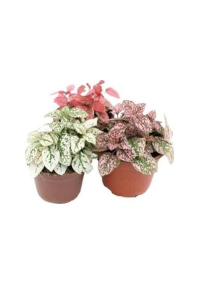 Fittonia Fittonya 3 Adet Farklı Renk 10-20 Cm