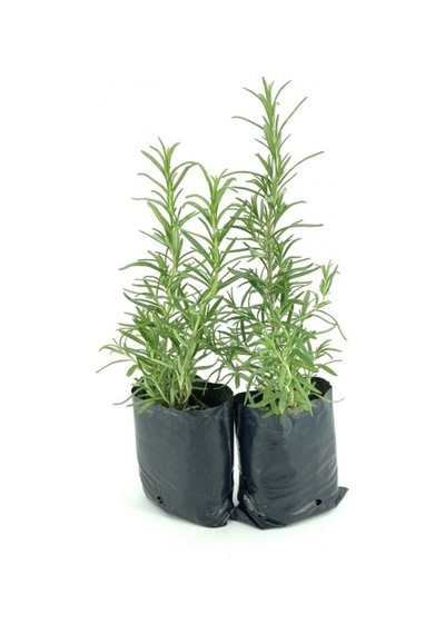 Biberiye Fidanı 2 Adet 10-20 Cm