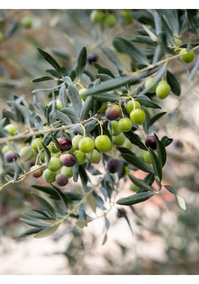 Videolu Gemlik Zeytin Fidanı 90 110 Cm Tüplü 4 Adet Zeytin Fidesi Olive Seedling