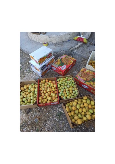 Malatya Gün Kurusu Kayısı 750gr Yeni Mahsül 1.ci Kalite Diğer