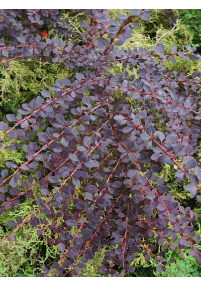 Videolu Roket Berberis Fidanı 1 Adet Saksılı 40- 60 Cm Bahçe Çit Bitkisi Vendita Pianta