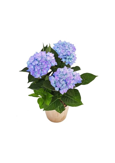 Mavi Ortanca Saksılı 35 Cm