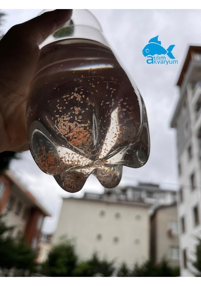 Daphnia Su Piresi Kültürü Balık Yemi 1000 Adet Üzeri Büyük Paket