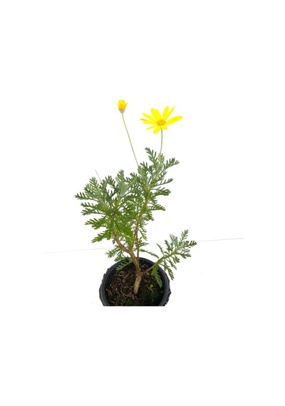 Videolu Sarı Çalı Papatyası 1 Adet Saksılı/ Tüplü 20-45 Cm Dış Mekan Bitkisi Euryops Pectinatus