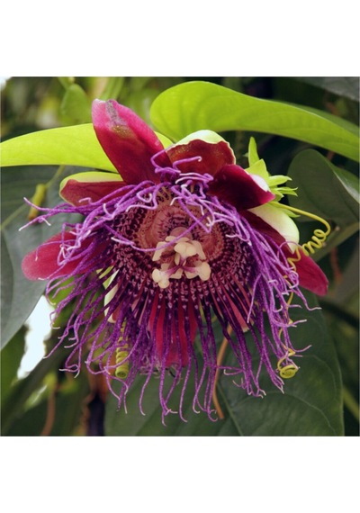Nadir İthal Passiflora Tohumu 3 Adet Tohum Quadrangularis Pasiflora Tohumu
