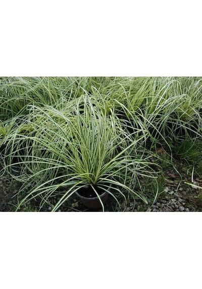 Carex Evergold 3 Adet - Çok Yıllık Otsu Bitki
