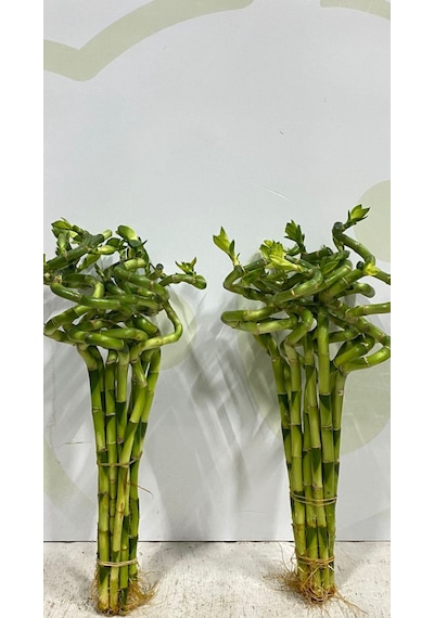 Şans Bambusu 2 Adet 70. 80. Cm