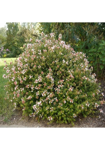 Tüplü Kokulu Salkım Çiçekli Abelia Fidanı