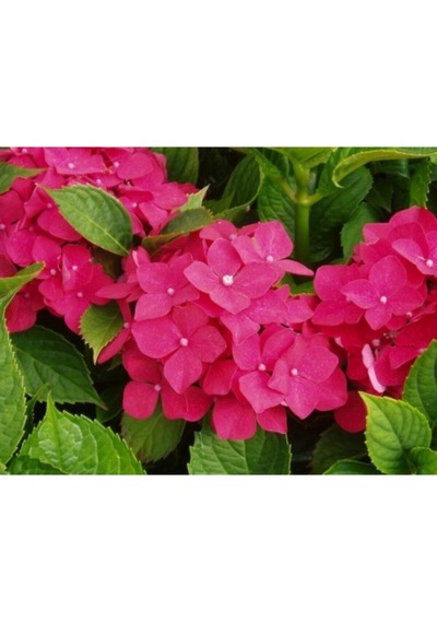 Videolu Kırmızı Ortanca Çiçeği Fidanı 40-60 Cm Saksılı Çiçekli Bodur Bitkiler Hydrangea