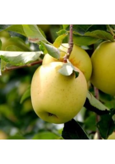 Tüplü Aşılı Tam Bodur Tatlı Sulu Golden Elma Fidanı