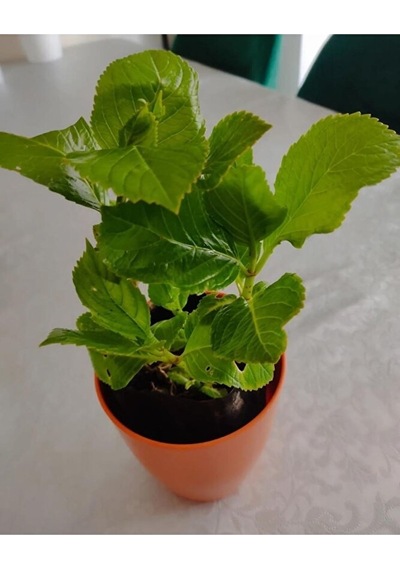4 Adet Ortanca Fidesi 15-30cm Karisik Renk