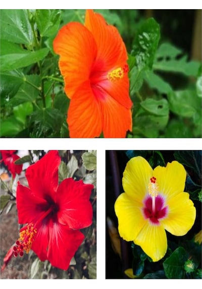 Videolu Japon Gülü Çiçeği Fidanı 3'lü Sarı Kırmızı Turuncu 40-60 Cm Saksılı Çiçekli Bodur Hibiscus