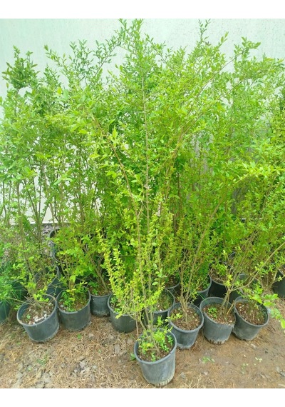 Ligustrum Sinense 5 Adet 100-120 Cm Çiçek Açan Çit Bitkisi