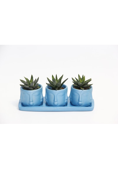 Trio Mavi Adler Sukulent Seti - Haworthia Pumila