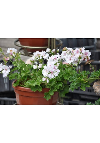Videolu 3'lü Karışık Renk Sakız Sardunya Çiçeği 20-30 Cm Tüplü Çiçekli Bodur Bitkiler Geranium