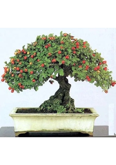 Bodur Bonsai Kırmızı Alıç Ağacı Tohumu 10 Tohum +Saksı+Toprak+Hed