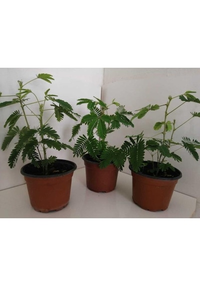 Küstüm Çiçeği Fidanı 10-20 Cm