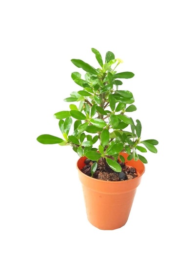 Videolu Krem Renk Milli Dikenler Tacı 15 25 Cm Saksılı Kaktüs Euphorbia