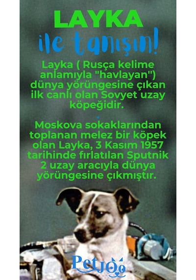 Petjoo 22.Layka Mavi-Yeşil Qr'lı Köpek Künyesi