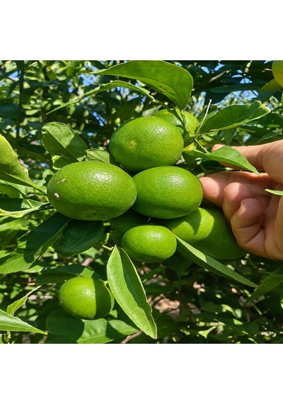 Mandalina 3 Kg Yerli
