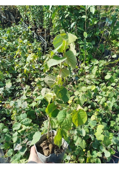 Ihlamur Ağacı Fidanı 50-100 Cm Tilia Tomentosa 2-3 Yaş