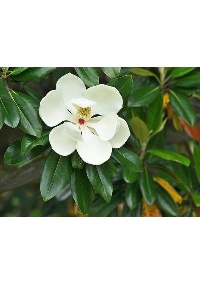 Manolya Magnolia Grandiflora