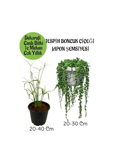 Japon Şemsiyesi 1 Adet Saksılı+tespih Boncuk Çiçeği 1 Adet Saksılı Salon Seti