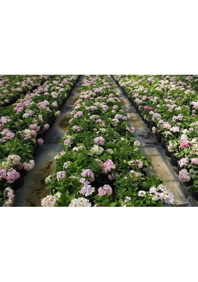 Ortanca Fidanı 5 Adet - Saksılı 20-40 Cm