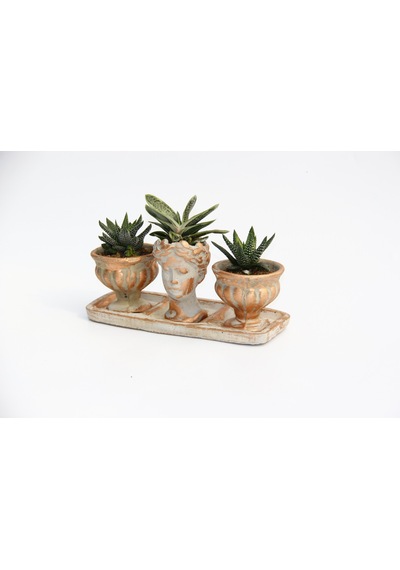 Trio Helen Orange Sukulent Seti - Haworthia Pumila. Gasteria