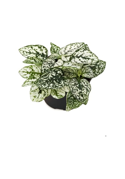 Karışık Renk 3 Farklı Renk Hostes Çiçeği Saksılı Hypoestes 10-15cm