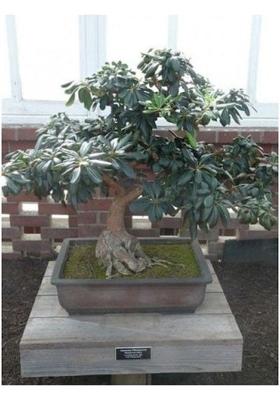 Bonsai Yıldız Çalısı Pitosporum 3 Adet
