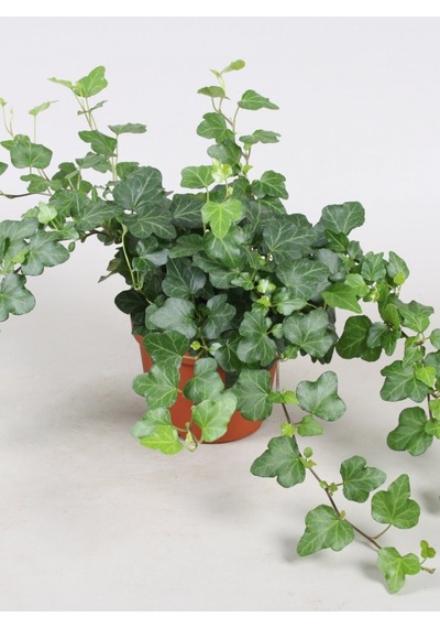 Mini Hedera Salon Sarmaşığı Hedera Helix Green 5 Adet