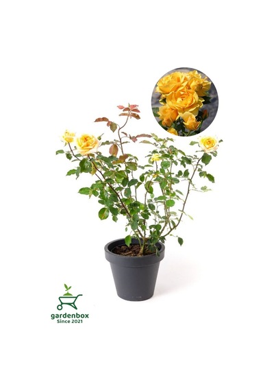 Kokulu Yediveren Sarı Renk Gül Fidanı Saksıda Bahçe Bitkisi 30-50cm