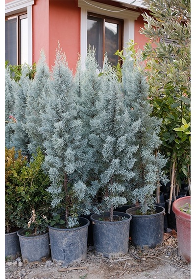 Arizona Mavi Servi Fidanı-12 Lt Saksıda Cupressus Arizonica - 110