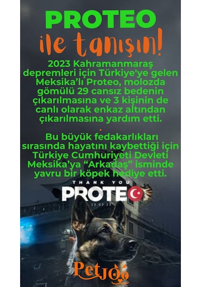 Petjoo 24.Proteo Turuncu-Yeşil Qr'lı Köpek Künyesi